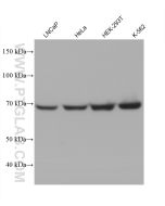 HSP70 Monoclonal antibody proteintech 66183-1-Ig