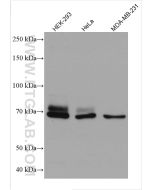 DVL1 Monoclonal antibody proteintech 67672-1-Ig