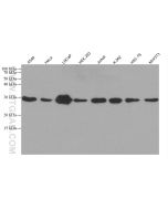 PSMD9 Monoclonal antibody proteintech 67338-1-Ig
