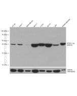 Nanog Monoclonal antibody proteintech 67255-1-Ig
