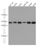Cyclin B2 Monoclonal antibody proteintech 67726-1-Ig