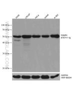 FKBP5 Monoclonal antibody proteintech 67874-1-Ig
