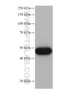ALDH2 Monoclonal antibody proteintech 68237-1-Ig