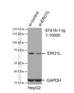 ERO1L Monoclonal antibody proteintech 67416-1-Ig