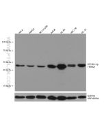 TRIM21 Monoclonal antibody proteintech 67136-1-Ig