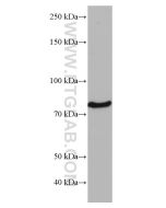 CD97 Monoclonal antibody proteintech 66972-1-Ig