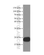 Alpha Synuclein Monoclonal antibody proteintech 66412-1-Ig