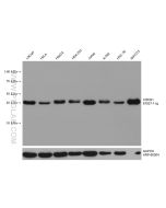 CREB1 Monoclonal antibody proteintech 67927-1-Ig