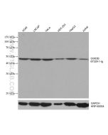 GSK3B Monoclonal antibody proteintech 67329-1-Ig