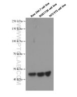 RPL3 Monoclonal antibody proteintech 66130-1-Ig
