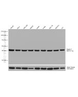 Septin 2 Monoclonal antibody proteintech 60075-1-Ig