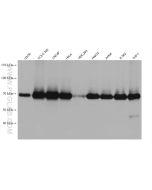 TRIM25 Monoclonal antibody proteintech 67314-1-Ig