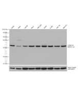 CSNK1A1 Monoclonal antibody proteintech 68434-1-Ig