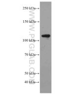 MYPT1 Monoclonal antibody proteintech 66506-1-Ig