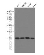 RBX1 Monoclonal antibody proteintech 66716-1-Ig