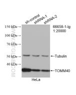 TOMM40 Monoclonal antibody proteintech 66658-1-Ig