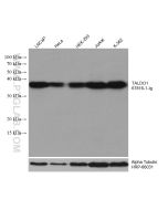 TALDO1 Monoclonal antibody proteintech 67816-1-Ig