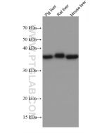 OTC Monoclonal antibody proteintech 67553-1-Ig