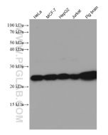 RALB Monoclonal antibody proteintech 67094-1-Ig