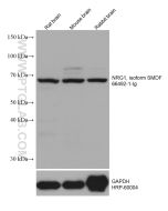 NRG1, isoform SMDF Monoclonal antibody proteintech 66492-1-Ig