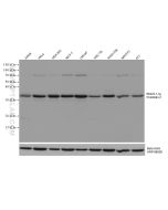 Prohibitin 2 Monoclonal antibody proteintech 66424-1-Ig