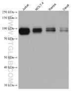 IFI16 Monoclonal antibody proteintech 67790-1-Ig