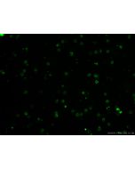 CoraLite? Plus 488 Anti-Mouse TCR Beta (H57-597) proteintech CL488-65106