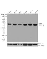 WNT2 Monoclonal antibody proteintech 66656-1-Ig