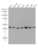 RRM2 Monoclonal antibody proteintech 67006-1-Ig