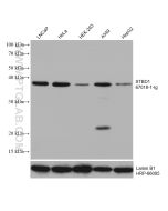 STBD1 Monoclonal antibody proteintech 67018-1-Ig