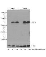 HIF-1 alpha Monoclonal antibody proteintech 66730-1-Ig
