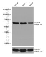 FARSB Monoclonal antibody proteintech 67924-1-Ig
