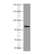 DDX4/VASA Monoclonal antibody proteintech 67147-2-Ig