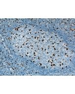 CD68 Monoclonal antibody proteintech 66231-2-Ig