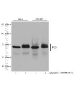 FUS/TLS Monoclonal antibody proteintech 68262-1-Ig
