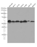 SMAD5 Monoclonal antibody proteintech 67052-1-Ig