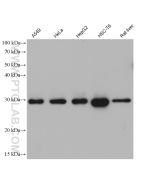 HO-1/HMOX1 Monoclonal antibody proteintech 66743-1-Ig