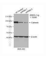 Calnexin Monoclonal antibody proteintech 66903-1-Ig