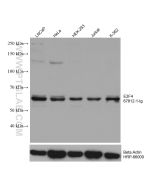 E2F4 Monoclonal antibody proteintech 67812-1-Ig