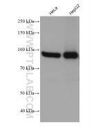 IMMT Monoclonal antibody proteintech 68226-1-Ig