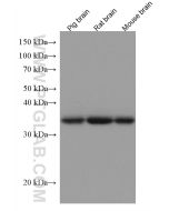 Alpha SNAP Monoclonal antibody proteintech 67323-1-Ig