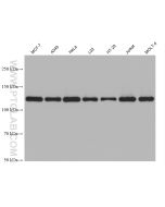 SREBF1 Monoclonal antibody proteintech 66875-1-Ig