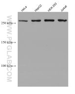 SETD1A Monoclonal antibody proteintech 67936-1-Ig