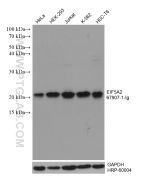 EIF5A2 Monoclonal antibody proteintech 67907-1-Ig