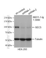 SEC5/EXOC2 Monoclonal antibody proteintech 66011-1-Ig