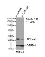 CNPase Monoclonal antibody proteintech 66729-1-Ig