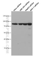 XRCC5/Ku80 Monoclonal antibody proteintech 66546-1-Ig