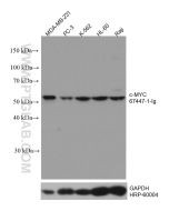 c-MYC Monoclonal antibody proteintech 67447-1-Ig