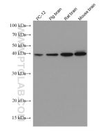 DLX5 Monoclonal antibody proteintech 67111-1-Ig