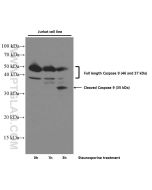 Caspase 9/P35 Monoclonal antibody proteintech 66169-1-Ig